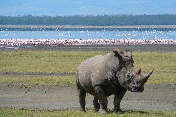 Lake Nakuru National Park: Day Trip From Nairobi - What to Expect on the Tour