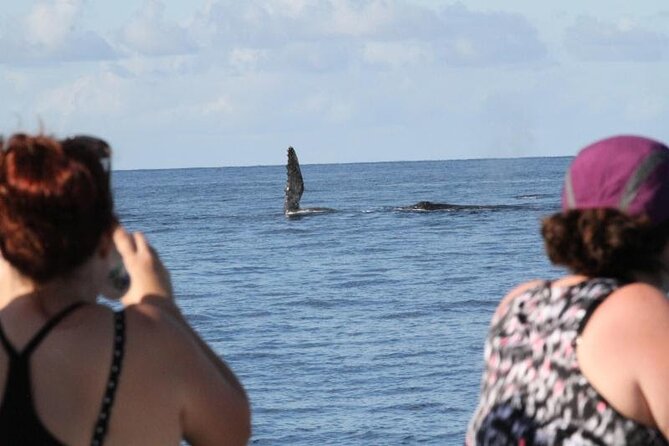 Late Morning Whale Watch Cruise From Abay - Reviews and Feedback