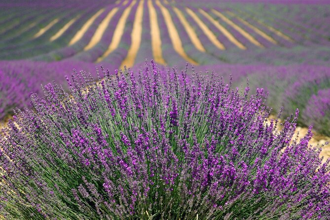 Lavender Tour From Pamukkale With Drop off Denizli Airport - Pickup and Drop-off Details