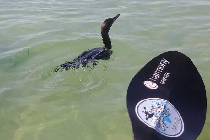 Lido Key Pedal Kayak Tour in Sarasota - Highlights of Positive Reviews