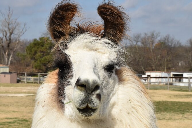 Llama Encounter at ShangriLlama Castle! - Accessibility and Visitor Guidelines
