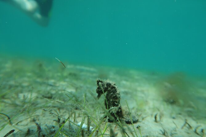 Luxury Snorkeling on Your Vacation Exclusively Private Guaranteed - Professional Instructor and Safety Standards