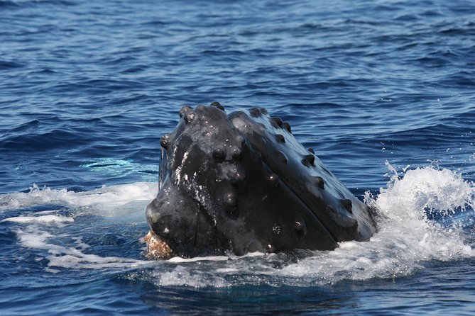 Malolo Whale Watch Cruise Review - Accessibility and Participation Policies