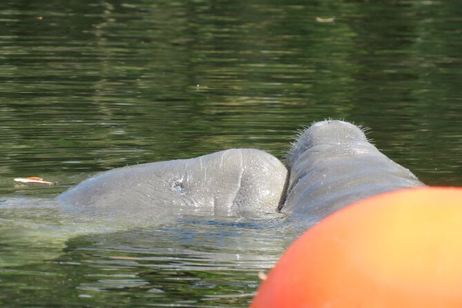 Manatee Discovery Kayak Tour for Small Groups Near Orlando - Guided Exploration