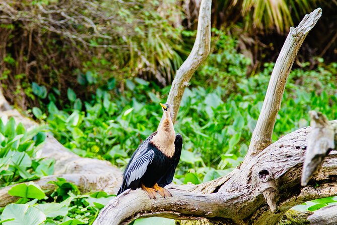 Manatees, Monkeys and Florida Natural Spring Adventure Tour - Tour Experience