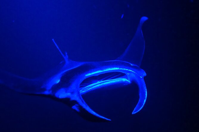 Manta Ray Night Snorkeling Adventure in Kailua-Kona - Participant Guidelines and Recommendations