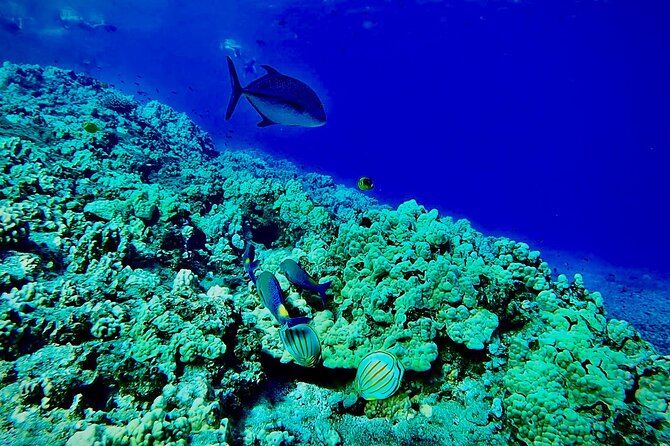 Marine Biologist Guided Snorkel Tour From Shore With Photos - Cost and Reviews