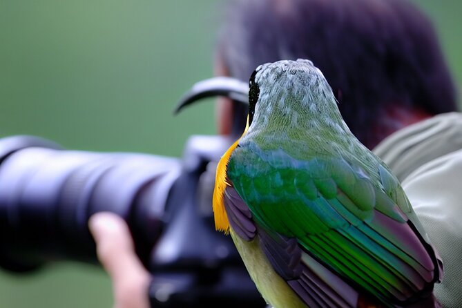 Maui Birdwatching at Maui Bird House - Tour Details and Pricing
