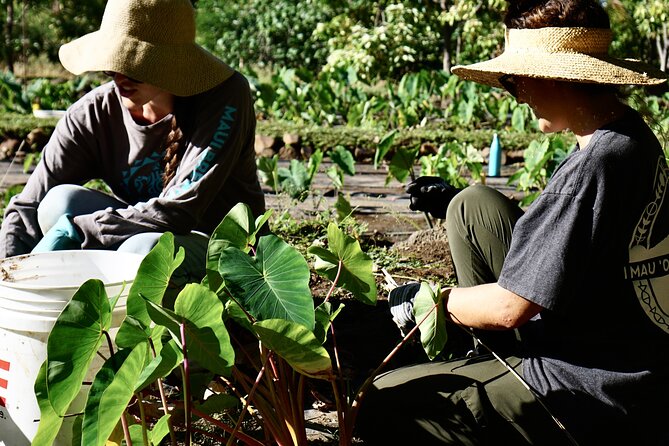 Maui Native Reforestation Experience Review - Diving Into Native Reforestation