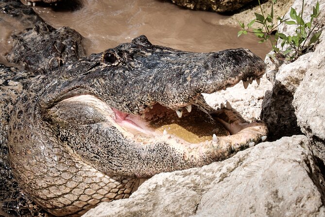 MIAMI: Everglades Airboat, Gator Wildlife Show With Roundtrip Bus - Accessibility and Restrictions