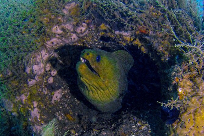Miami Two Tank Dive Trip - Diving Experiences
