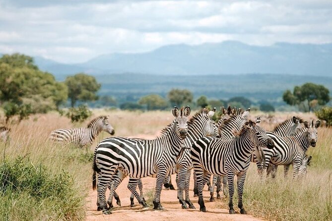 Mikumi National Park 3 Day Tour - Pricing and Payment Options