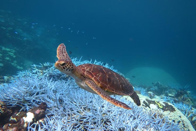 [Miyakojima, Diving Experience] Completely Charter Than 2 People Sea Turtle and Shark Sometimes Madaratobiei! Skin Diving at Deeper Points - Meeting and End Points