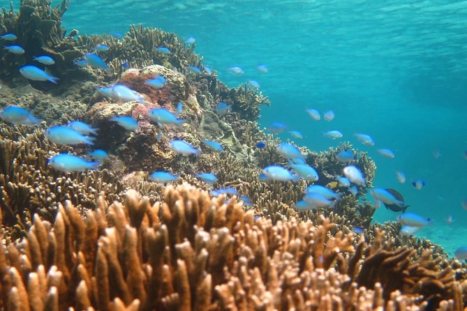 [Miyakojima Snorkel] Private Tour From 2 People Enjoy From 3 Years Old! Enjoy Nemo, Coral and Miyako Blue - Participation Requirements