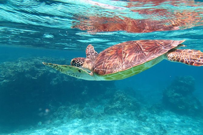 [Miyakojima Snorkel] Private Tour From 2 People Lets Look for Sea Turtles! Snorkel Tour That Can Be Enjoyed From 3 Years Old - Inclusions and Fees