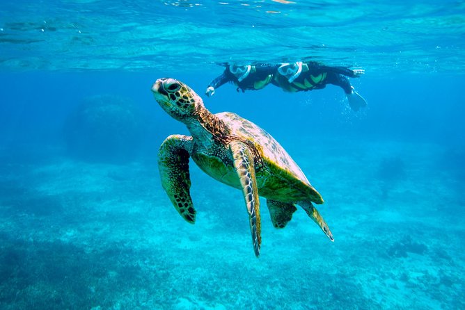 Miyakojima / Snorkel Tour to Swim With Sea Turtles - Meeting and Pickup
