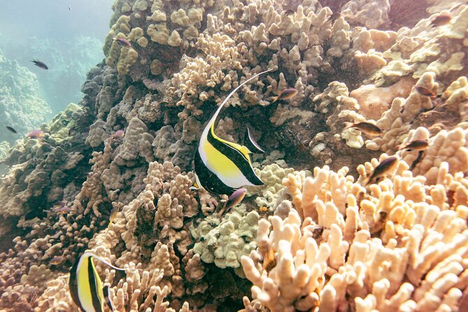 Molokini Snorkel & Whale Watching From Kihei - Health and Safety Considerations