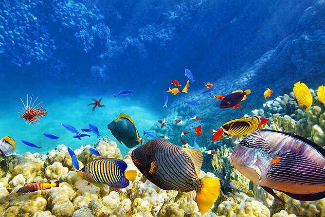 Monterey: Ocean Paradise Tour Review - Tour Features and Highlights