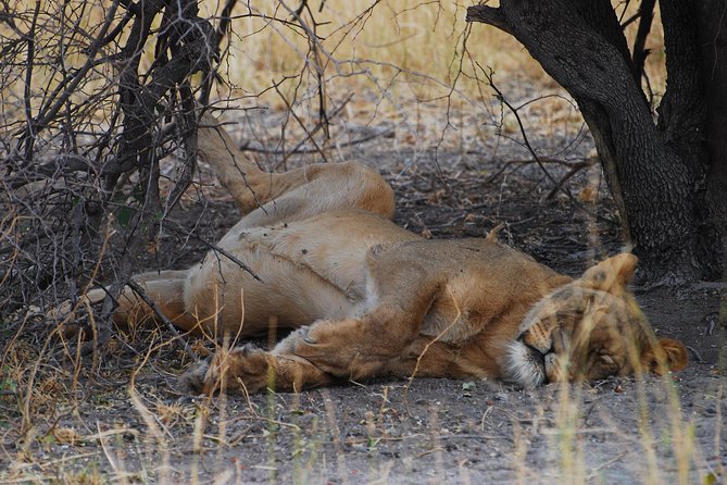 Moremi Game Reserve Day Trip - Itinerary Highlights