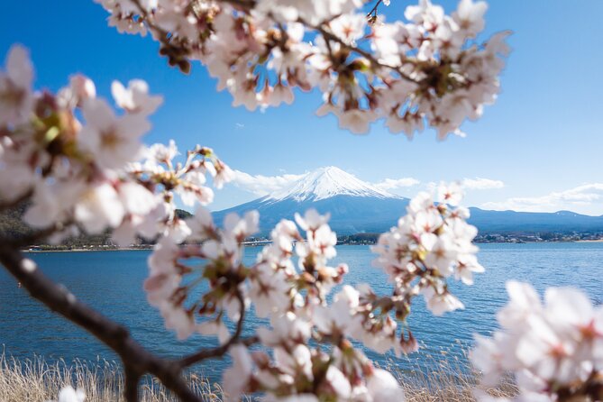 Mt. Fuji Cherry Blossom One Day Tour From Tokyo - Inclusions