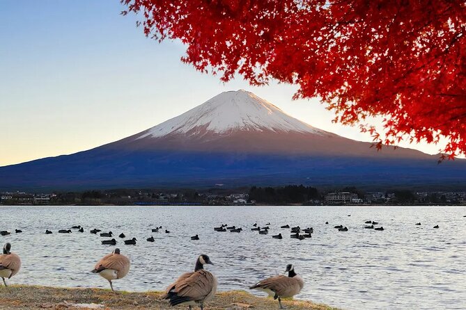 Mt Fuji Kawaguchiko Oishi Park Oshino Hakkai & Gotemba Tour｜Tokyo - Traveler Requirements