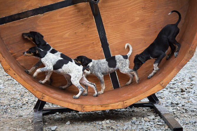 Mushers Camp and Gold Panning Adventure Review - Good To Know