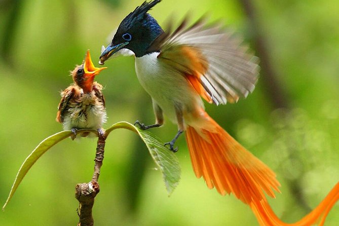 Muthurajawela Bird Watching Tour From Colombo & Negombo - Accessibility Features