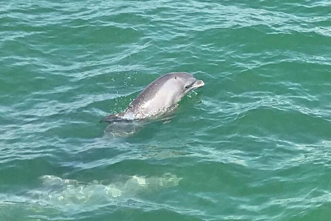 Myrtle Beach Dolphin Cruise - Guest Reviews and Feedback