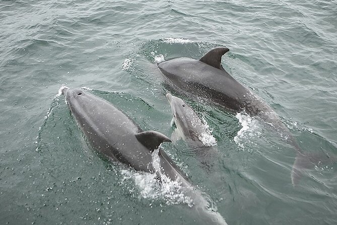 Myrtle Beach Sunset Dolphin Cruise Review - Dolphin Sightings and Guarantee