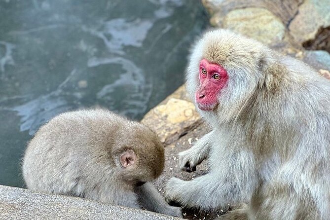 Nagano: Snow Monkey and Zenkoji Temple Free Sake Taste Day Tour - Meeting and Pickup