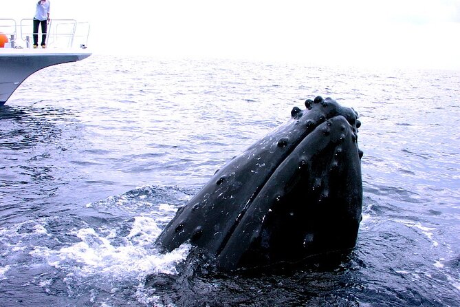 Naha: Kerama Islands Snorkeling Tour/Limited Time Whale Watching - Tour Experience and Feedback