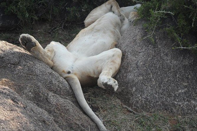 Nairobi National Park 5 Hours Tour - Pickup and Meeting Details
