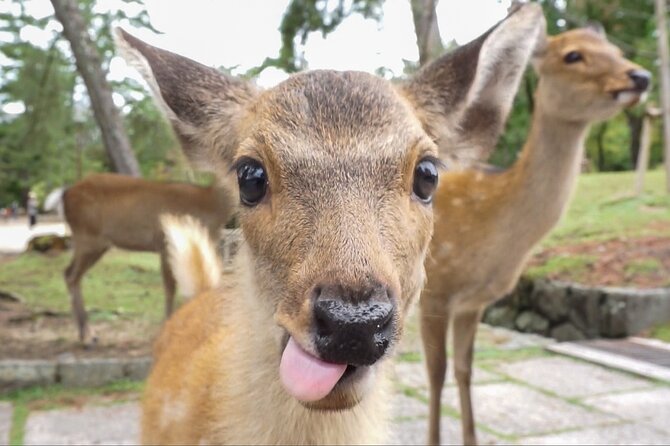 Nara Day Trip From Kyoto With a Licensed Guide - Accessibility & Requirements