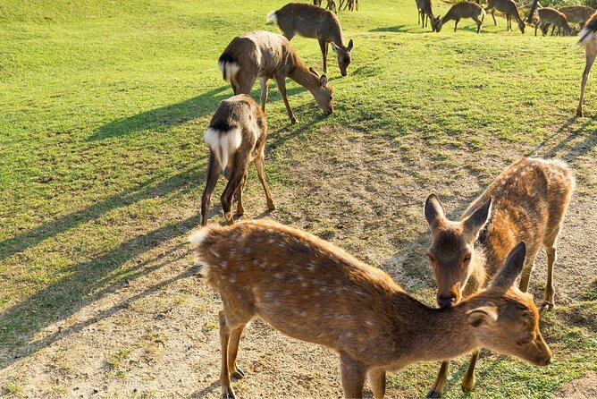 Nara Day Trip From Kyoto With a Local: Private & Personalized - Positive Traveler Feedback
