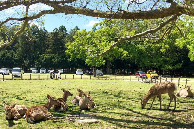 Nara Half Day Walking Tour - Deer Park and Feeding