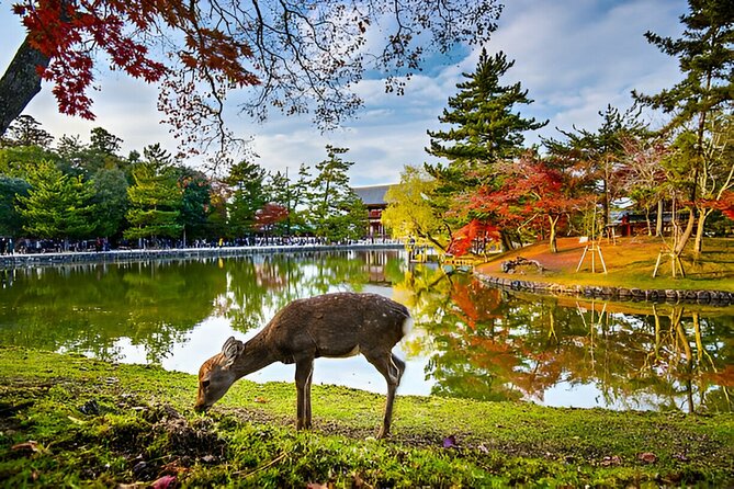 Nara Private Tour With Pick and Drop and English Speaking Driver - Accessibility