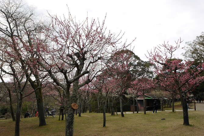 Nara Todaiji Kasuga Taisha Private Full Day Tour From Kyoto - Tour Details