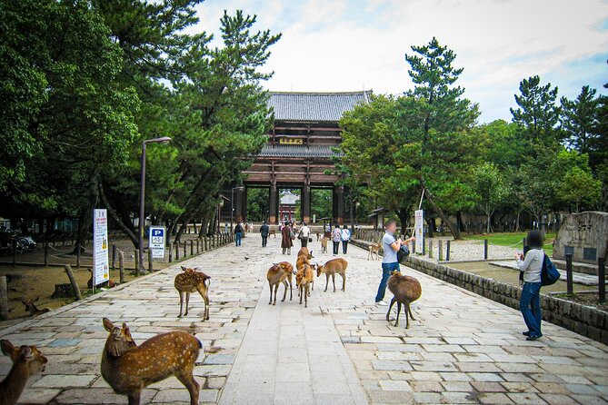 Nara World Heritage PRIVATE TOUR - What to Expect on the Tour