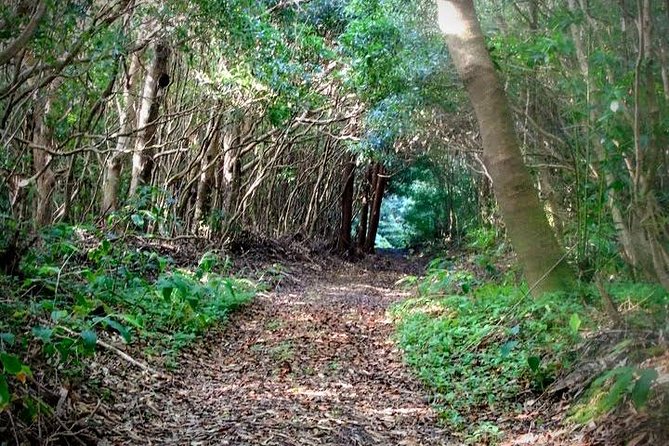 Nature Therapy Walks - Accessibility and Participation
