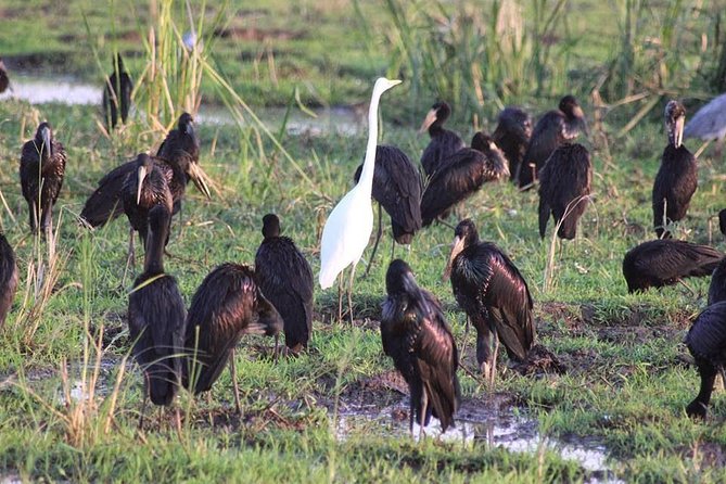 Ngorongoro Day Trip From Arusha / Kilimanjaro - Reviews and Ratings