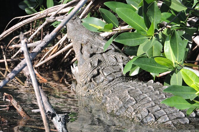 Nichupte Lagoon Wildlife Tour - Tour Inclusions and Amenities