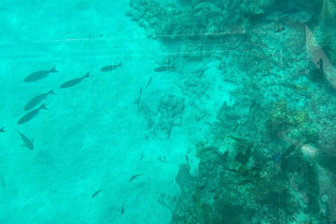 Night Tour Glass Bottom Boat Review - Booking Information