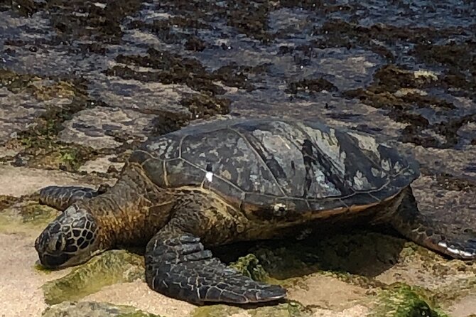North Shore / Waimea, Falls Day & Swim With Turtles - Searching for Sea Turtles and Monk Seals