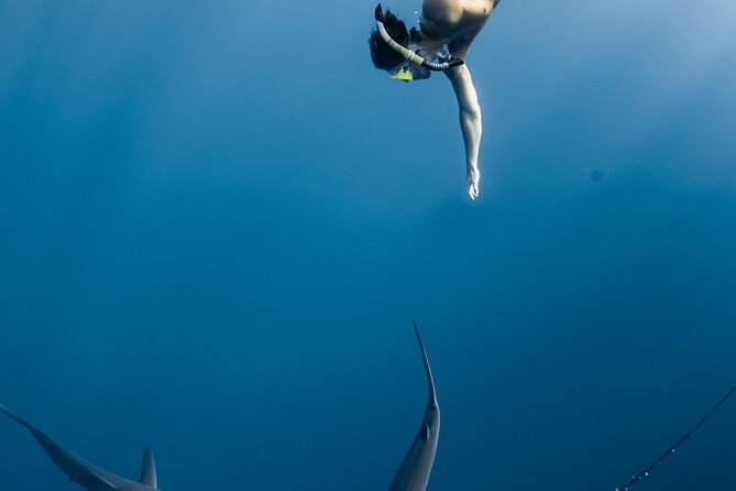 Oahu Open Water Shark Diving Experience - Customer Reviews and Feedback