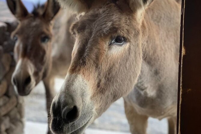 Oatman – Old Western Town RT66 Museum Black Mountain Scenic Drive - Navigating the Breathtaking Black Mountain Scenic Drive