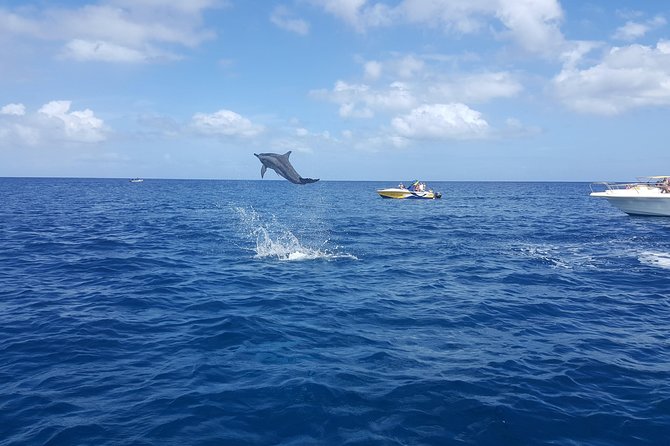 Ocean Swim With Dolphins - Meeting and Pickup Information