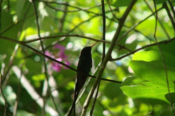 Ocho Rios Highlight & Dunns River - Full Day Tour - Transportation and Inclusions