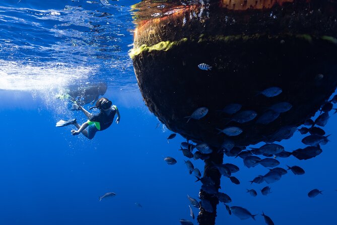 Offshore Safari Adventure in Kona With Underwater Photos - Pricing and Booking Information