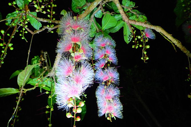 Okinawa Iriomote Sagaribana Watching Tour June to August Only - Health and Safety Requirements