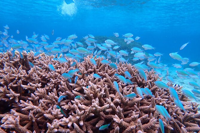 [Okinawa Miyako] Natural Aquarium! Tropical Snorkeling With Colorful Fish! - Snorkeling Equipment and Safety Gear